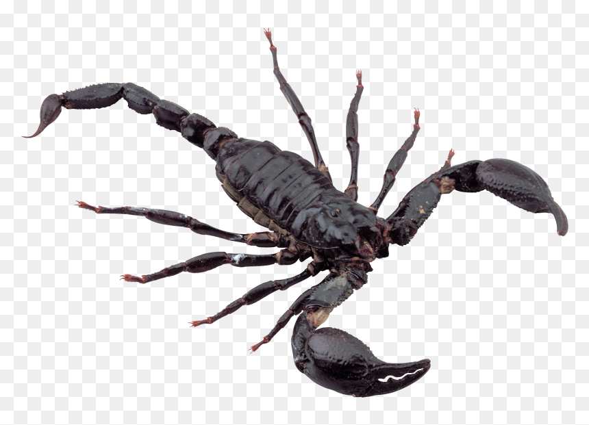 Desert Scorpion Scorpion Png, Transparent Png - scorpion png