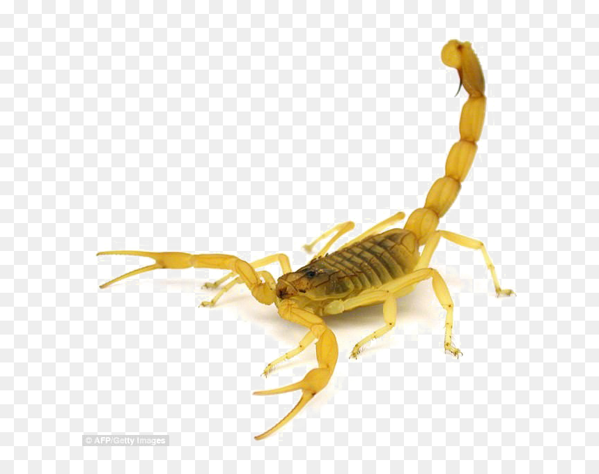 Deathstalker Scorpion, HD Png Download - scorpion png