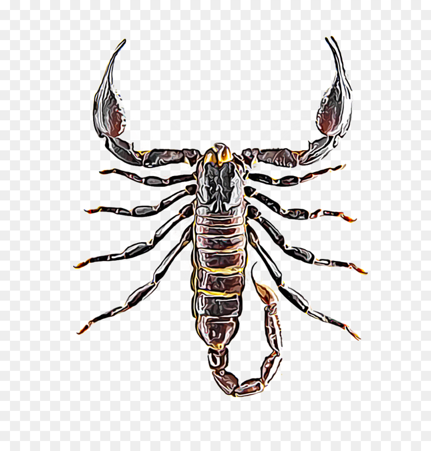 Scorpion Top View, HD Png Download - scorpion png