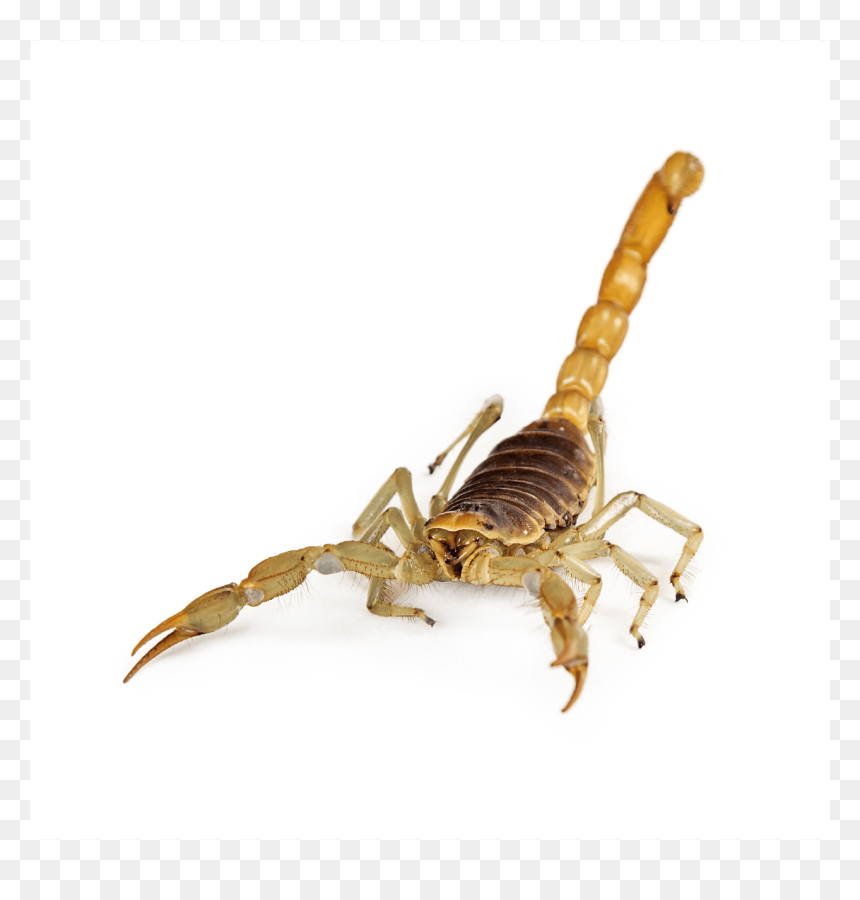 Escorpião De Frente, HD Png Download - scorpion png