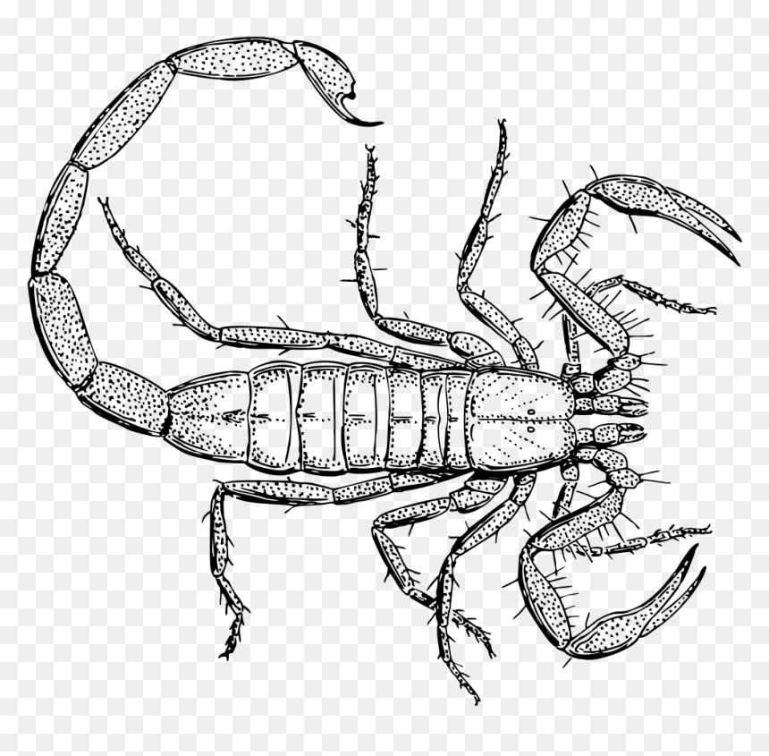 Scorpion Drawing From Above, HD Png Download - scorpion png