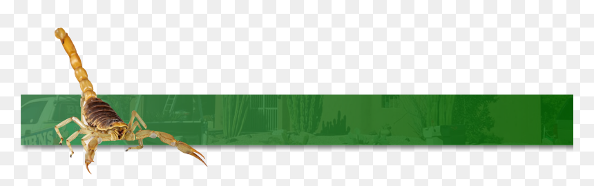 Hummingbird, HD Png Download - scorpion png
