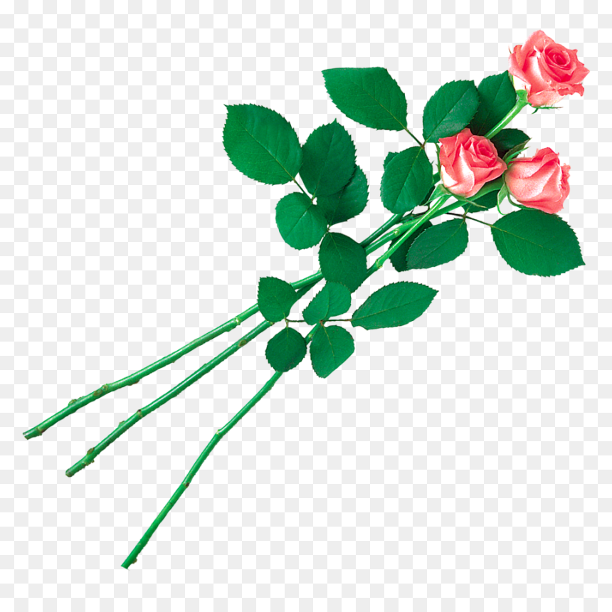 Pink Rose Leaf Transparent, HD Png Download - pink rose png