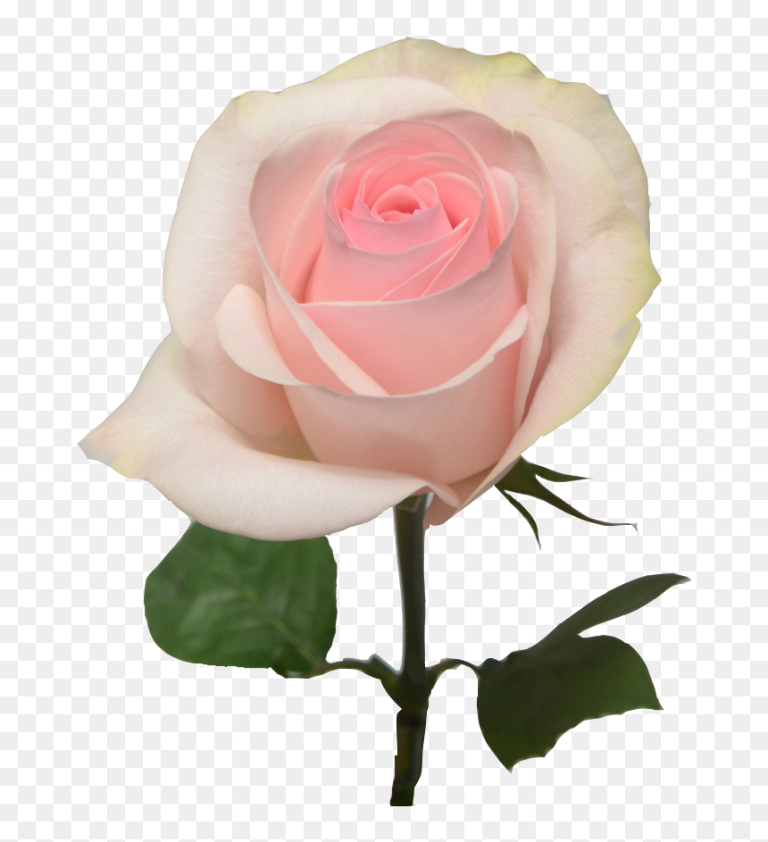 Pink Light Rose Flower, HD Png Download - pink rose png