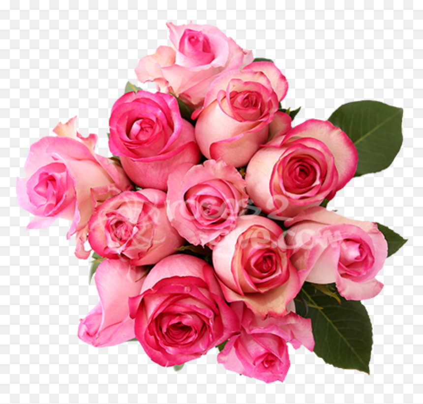 Garden Roses, HD Png Download - pink rose png