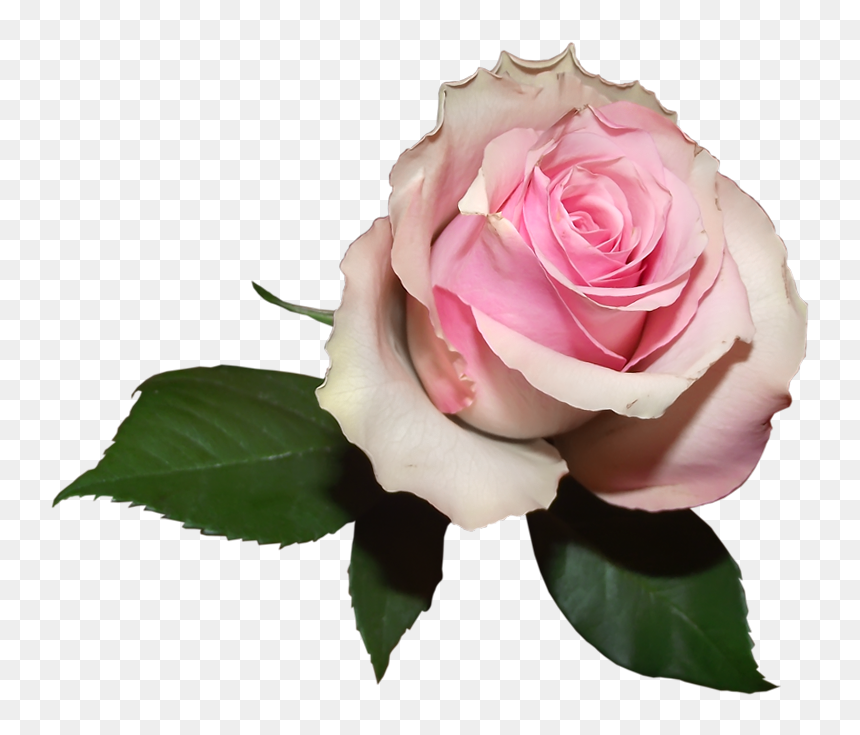 Flowers Soft Png, Transparent Png - pink rose png