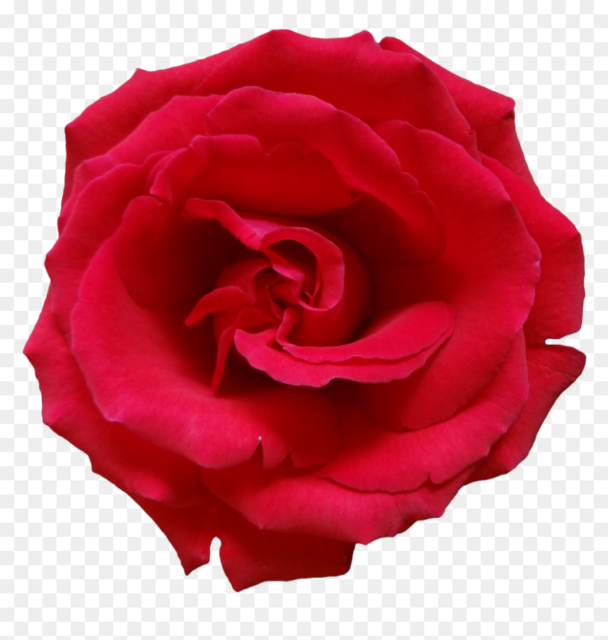 Rose Png, Transparent Png - pink rose png