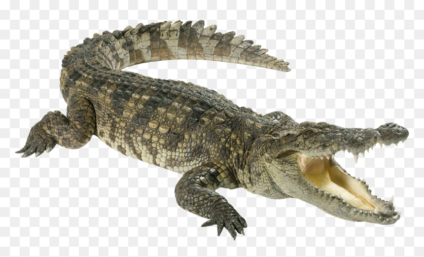 Crocodile Png, Transparent Png - alligator png