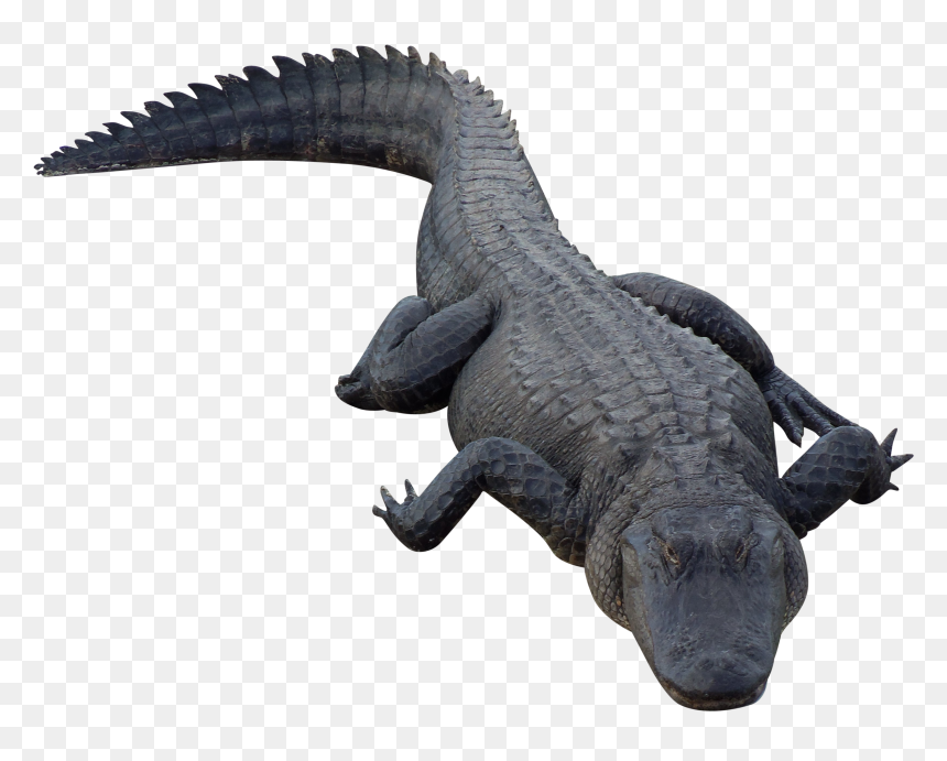 Transparent Background Alligators Png, Png Download - alligator png