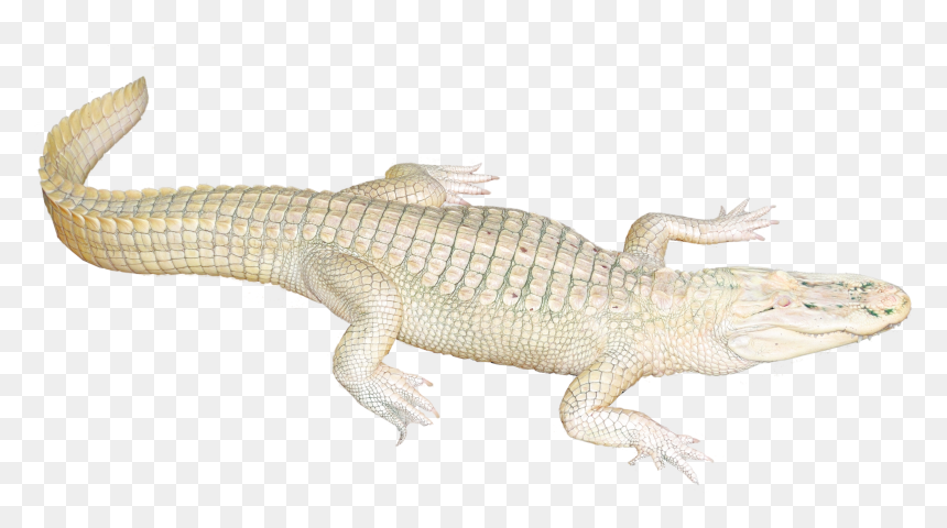 White Crocodile Transparent Background, HD Png Download - alligator png