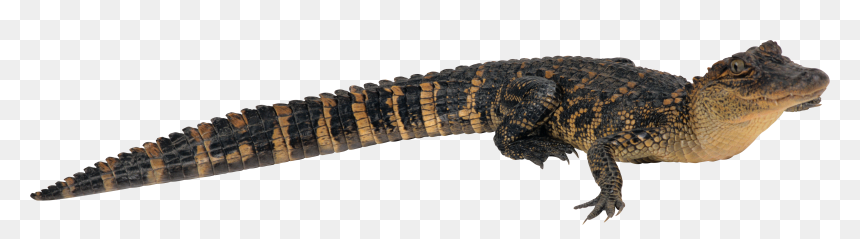 鳄鱼, HD Png Download - alligator png