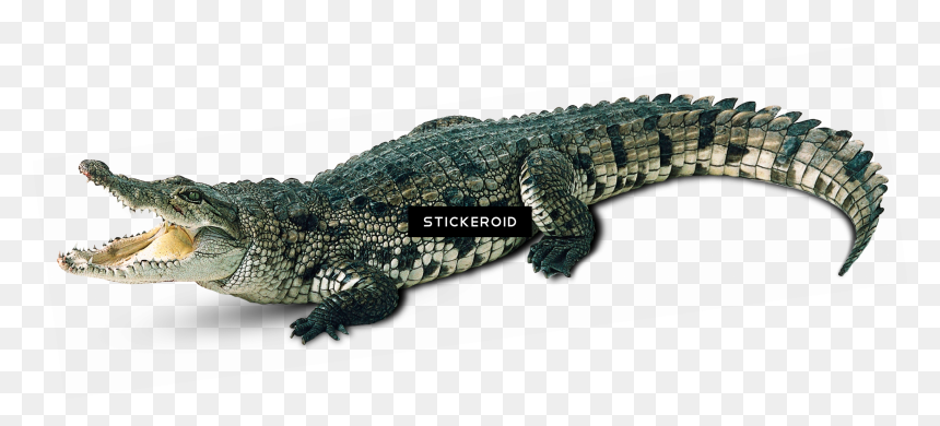 Transparent Background Alligator Clipart, HD Png Download - alligator png