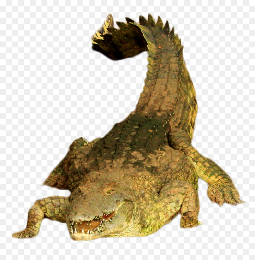 American Crocodile, HD Png Download - alligator png