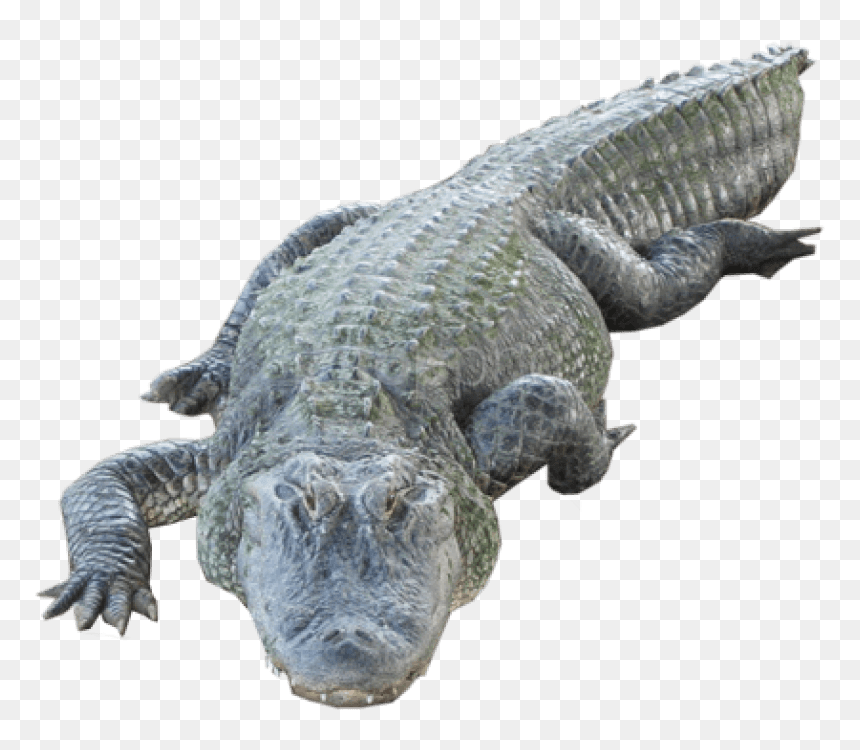 Alligator With Human Face, HD Png Download - alligator png