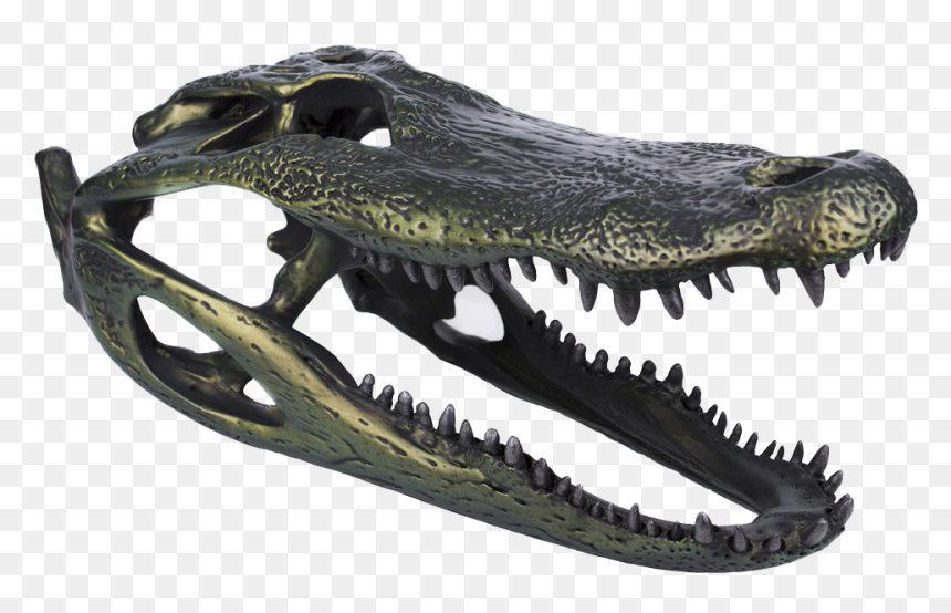 Alligator Png, Transparent Png - alligator png