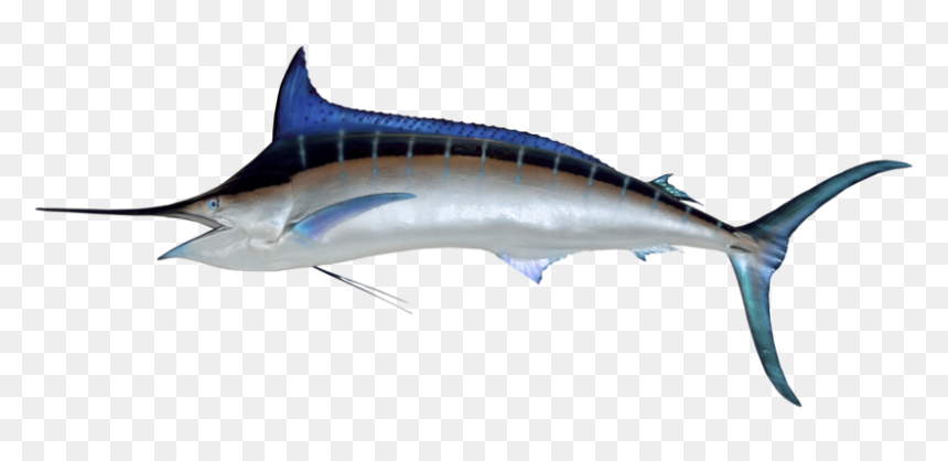 Marlin - Swordfish Png, Transparent Png - marlin png