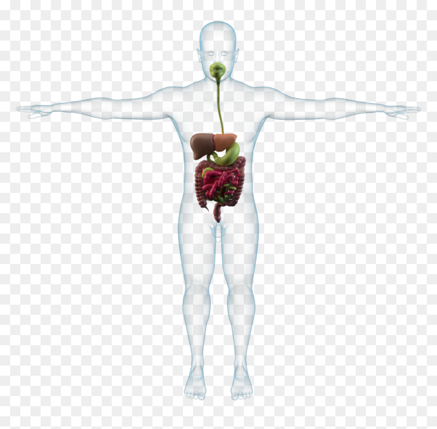 Illustration, HD Png Download - xray png