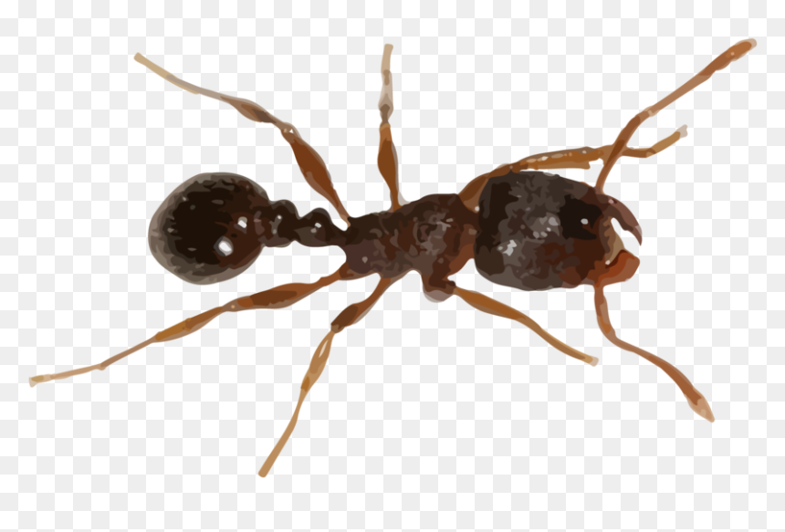Carpenter Ant, HD Png Download - carpenter png