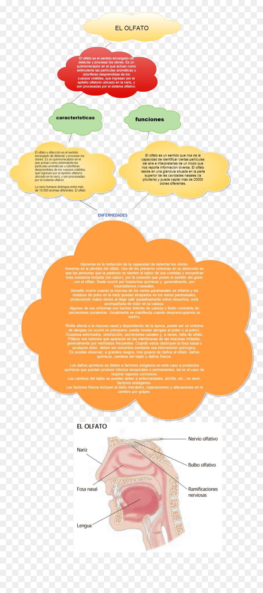 Sentido Del Olfato Y Sus, HD Png Download - particulas png