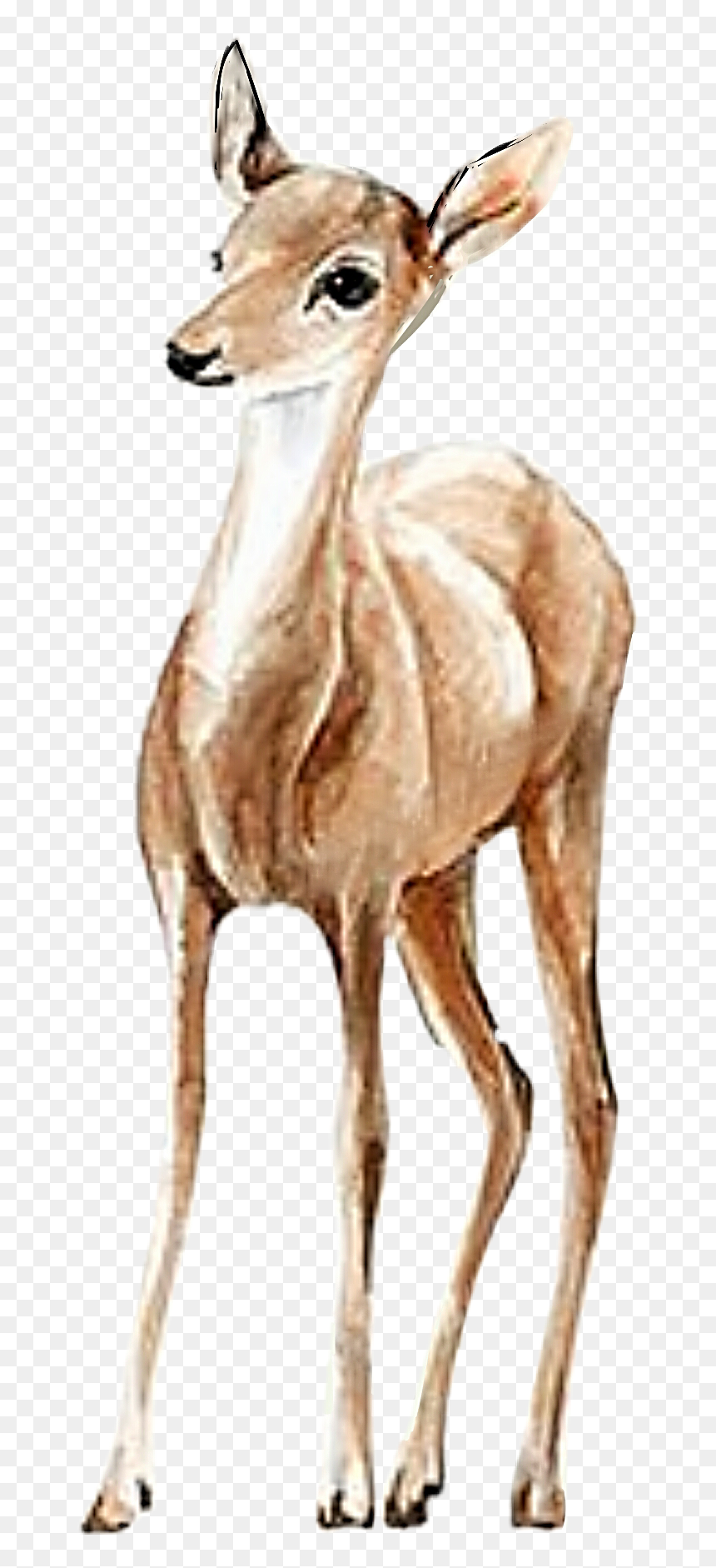##watercolor #doe #deer #fawn #handpainted #png #pretty - طراحی آهو و گوزن, Transparent Png - doe png