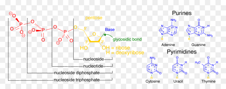 Nucleotides, HD Png Download - ho oh png