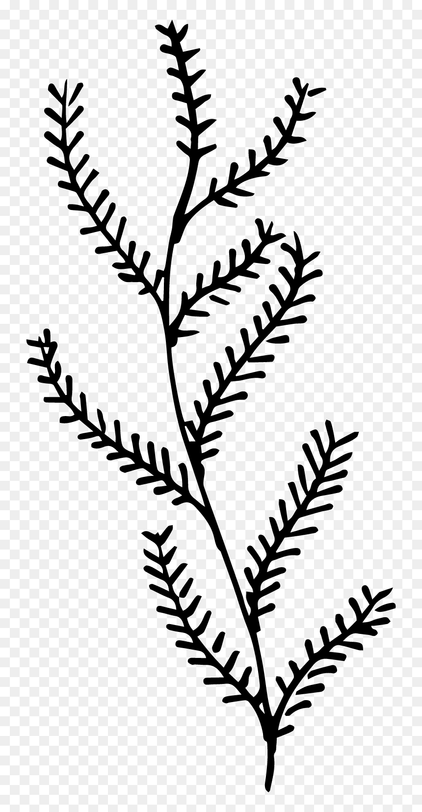 Twig, HD Png Download - hand drawn border png