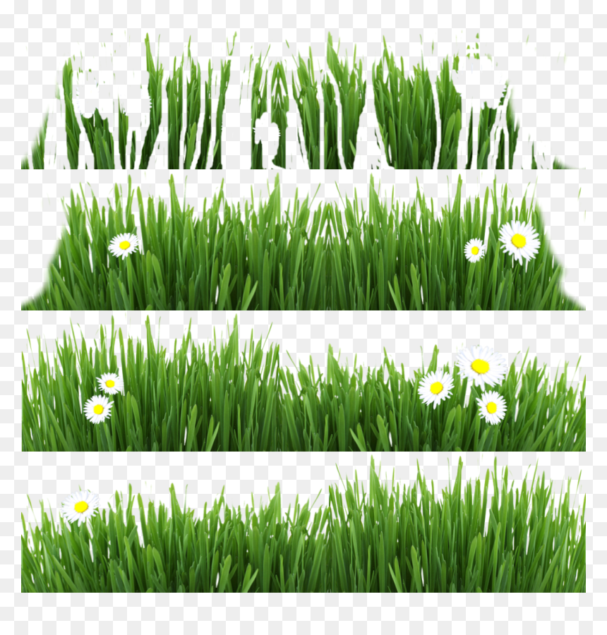 Hierochloe, HD Png Download - grass blade texture png