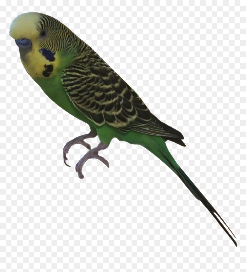 Budgies Body Parts, HD Png Download - budgie png