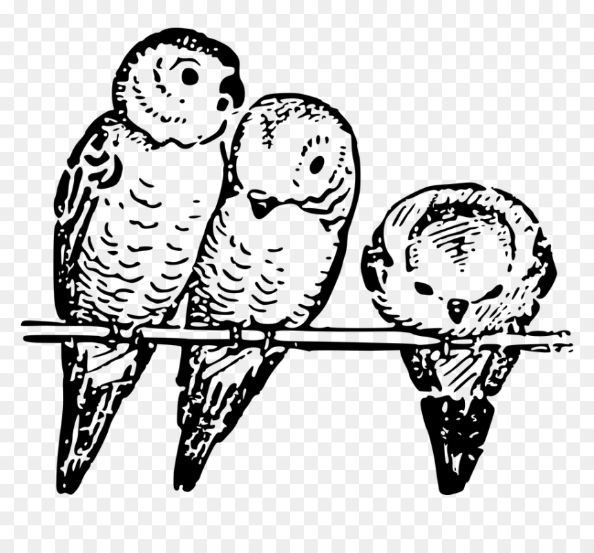 Animal, Bird, Budgie, Lutz, Parakeet - Parakeets In A Line, HD Png Download - budgie png
