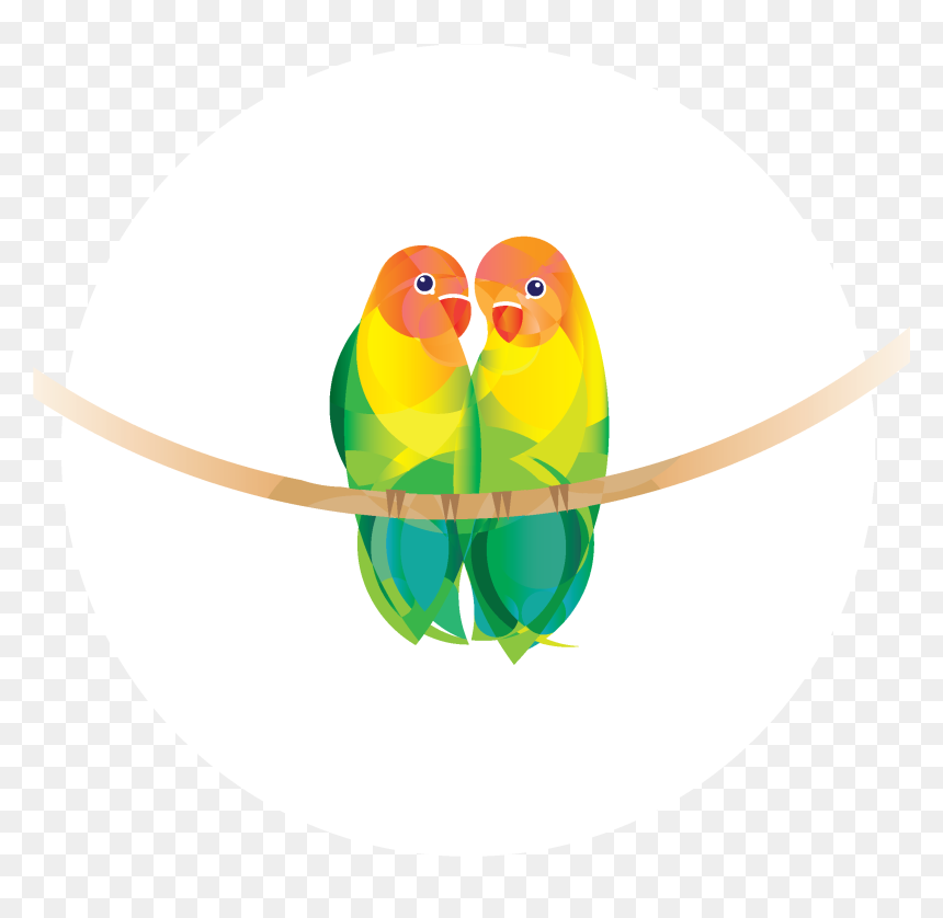 Budgie Clipart , Png Download - Budgie, Transparent Png - budgie png