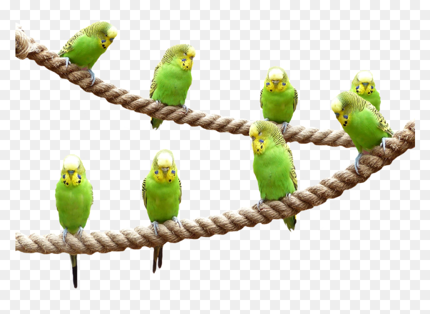 Wellensttiche, Birds, Nature, Parakeet, Animal World - Parakeet, HD Png Download - budgie png