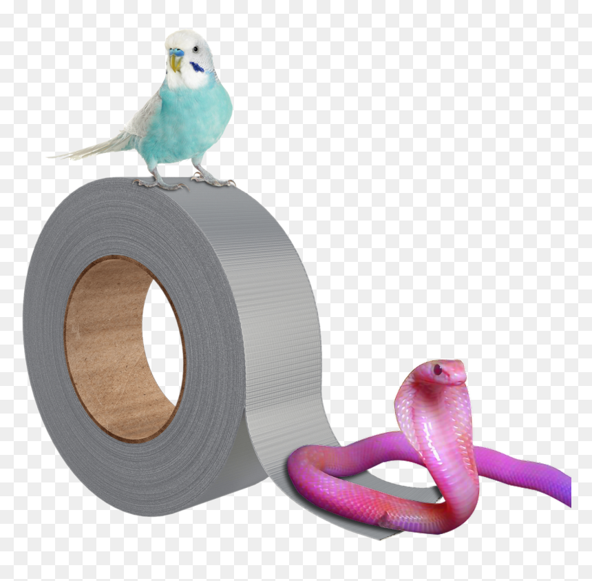 Budgie, HD Png Download - budgie png