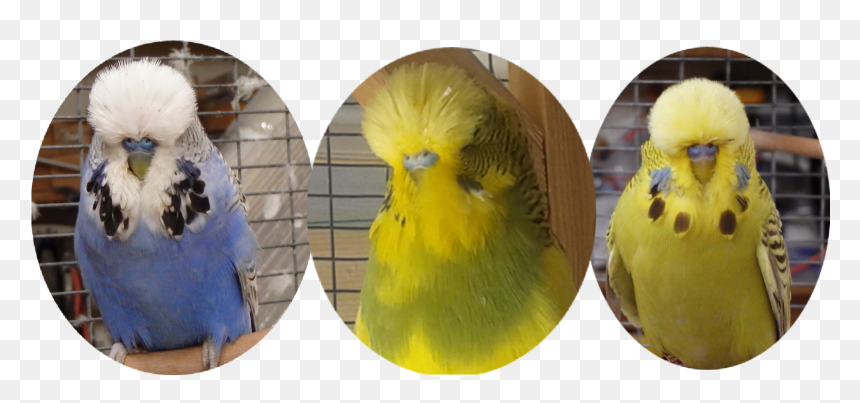 Budgie, HD Png Download - budgie png