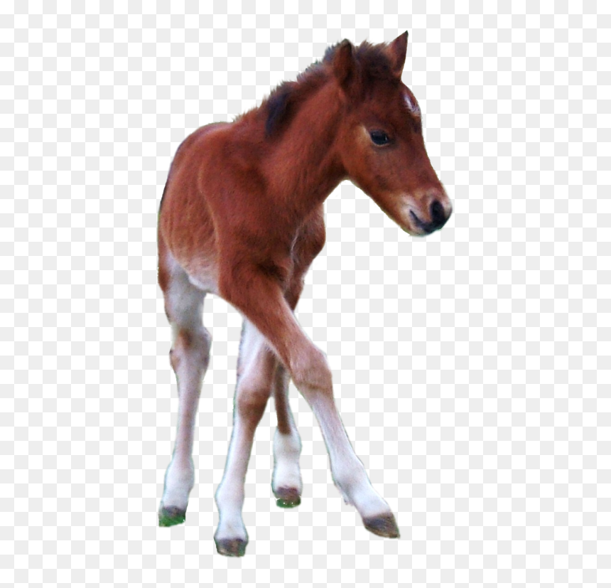 Transparent Mustang Horse Png - Horse Foal Transparent Background, Png Download - colt png