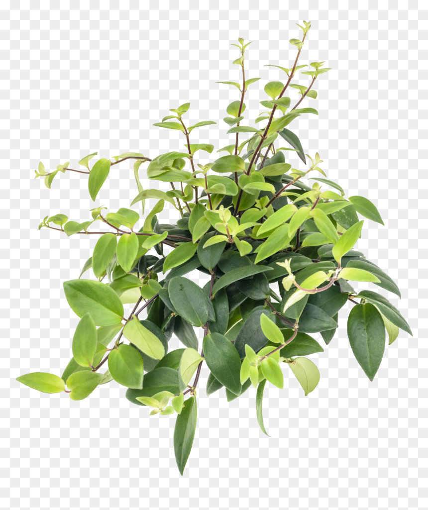 Aeschynanthus Lobbianus Hydro, HD Png Download - plant.png