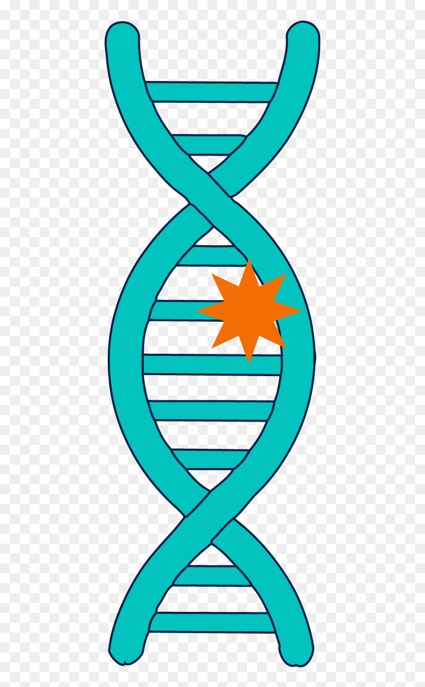 A Mutation In A Gene Refers To A Change In The Underlying - Brazil Women's National Handball Team, HD Png Download - gene png