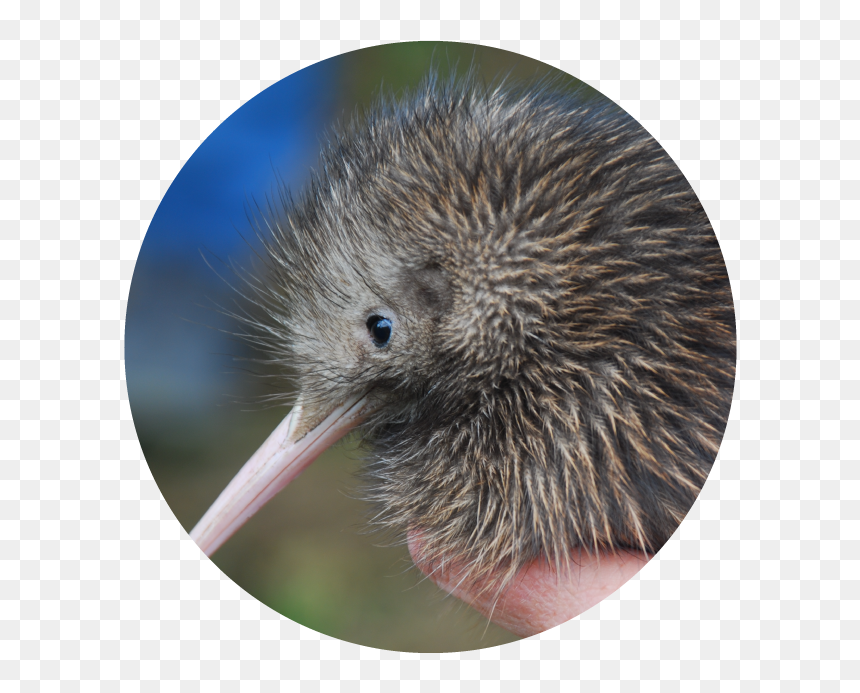 Needle Nose Bird, HD Png Download - kat graham png
