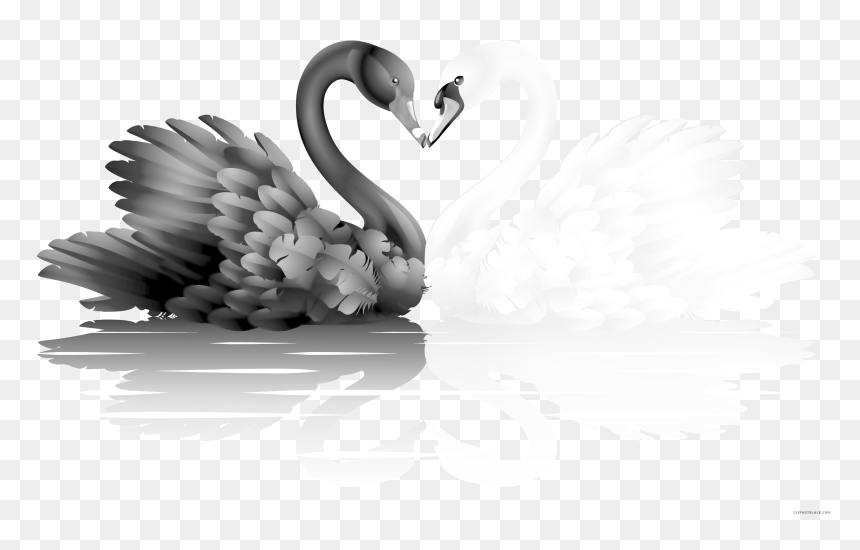 Transparent Goose Clipart Black And White - White And Black Swan, HD Png Download - black swan png