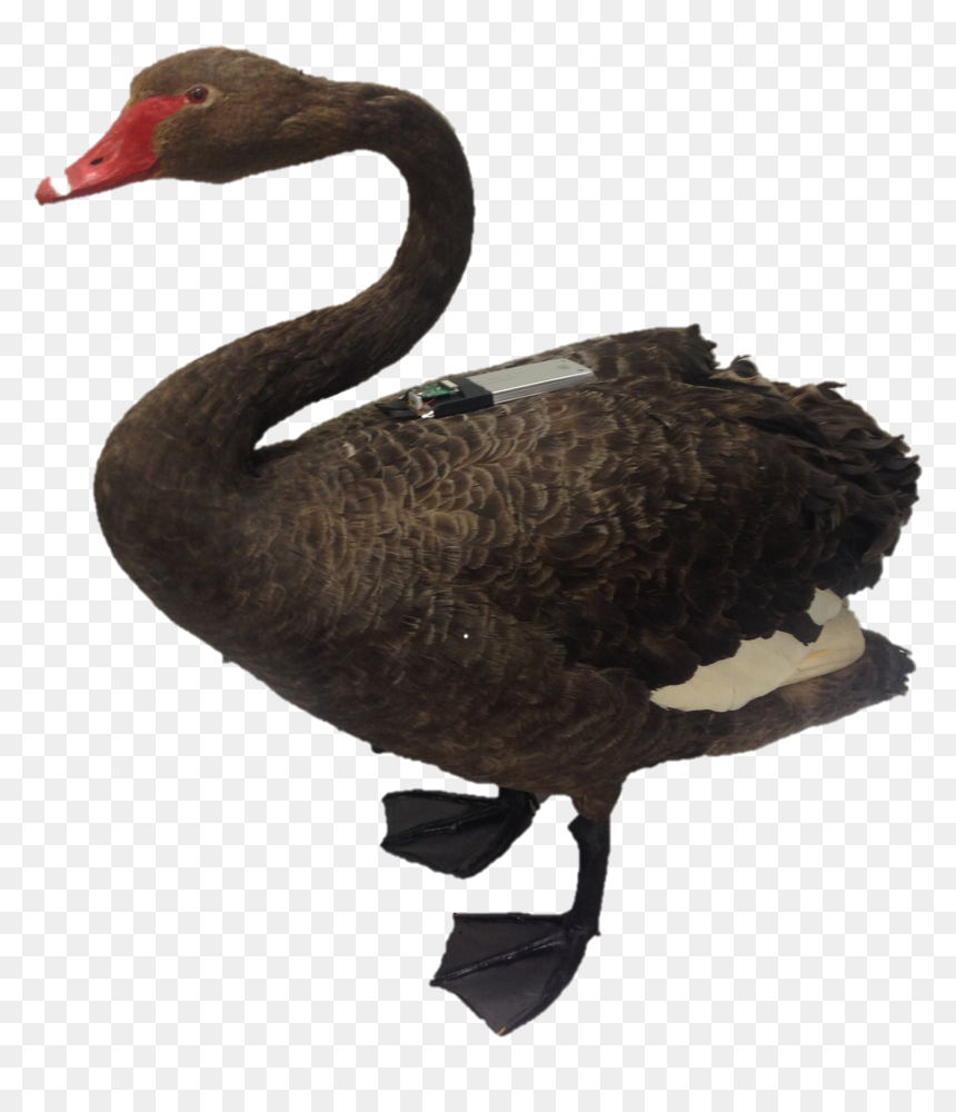 Clipart Birds Black Swan - Black Swan, HD Png Download - black swan png
