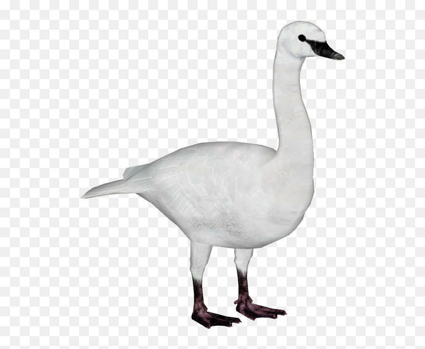 Swan Png Image Transparent - Whooper Swan Png, Png Download - black swan png