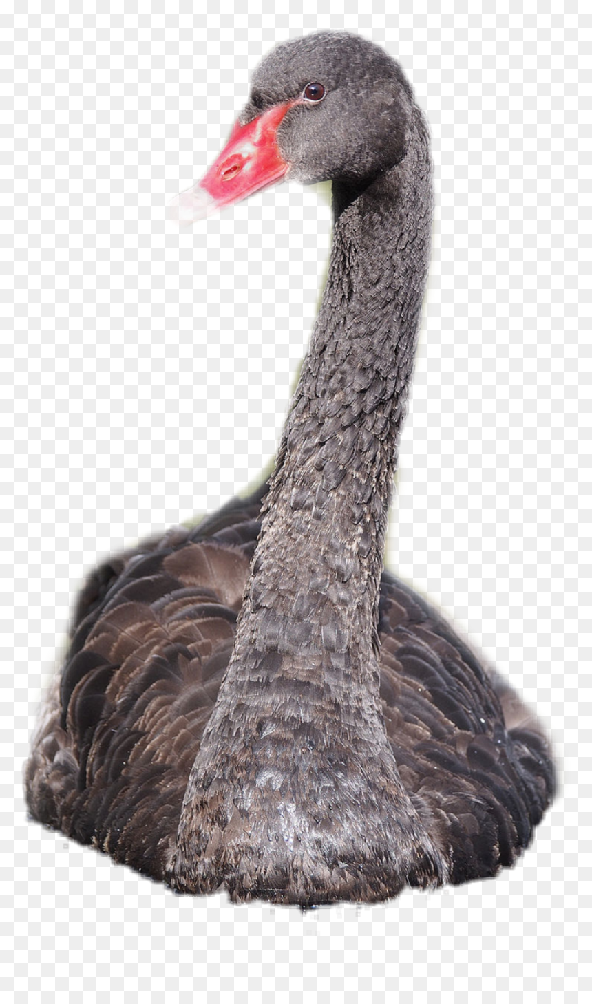 #swan #blackswan #sticker #bird - Different Colored Swans, HD Png Download - black swan png