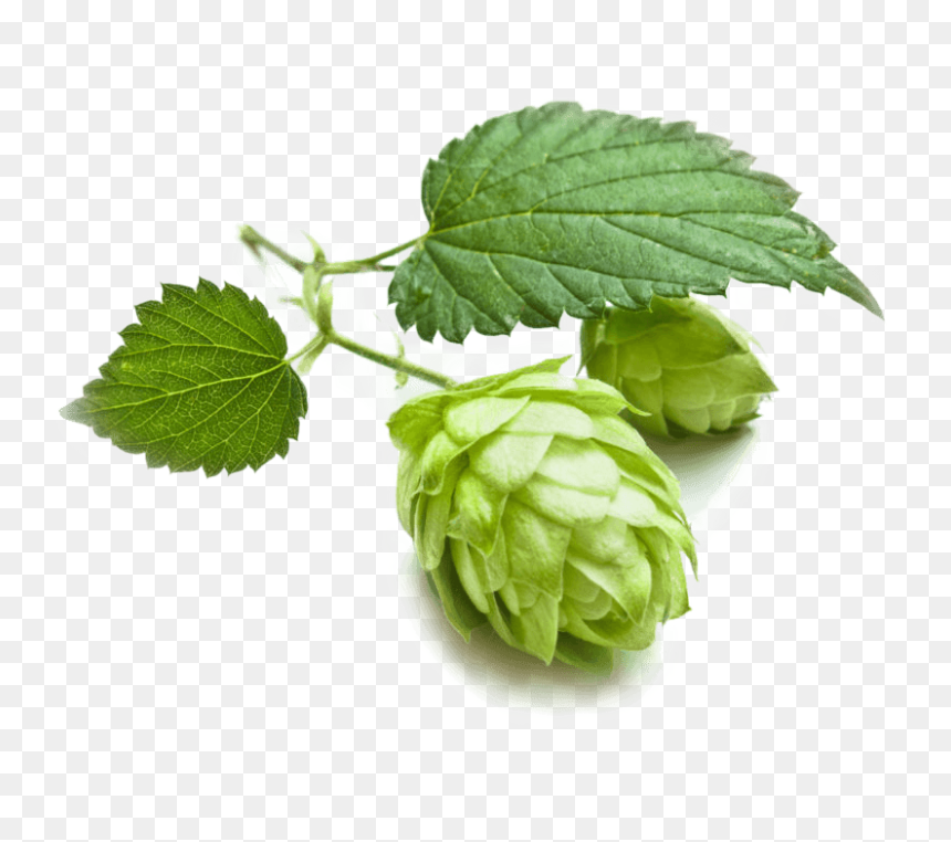 Grains Hops Brewing Cascade Beer Malts Clipart - Medicinal Benefit Of Hops, HD Png Download - hop png
