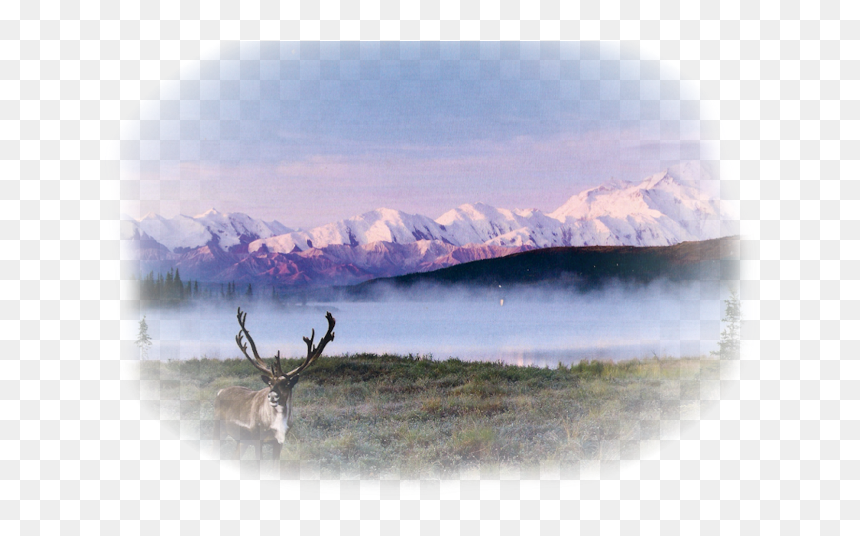 Reindeer, HD Png Download - deer tracks png