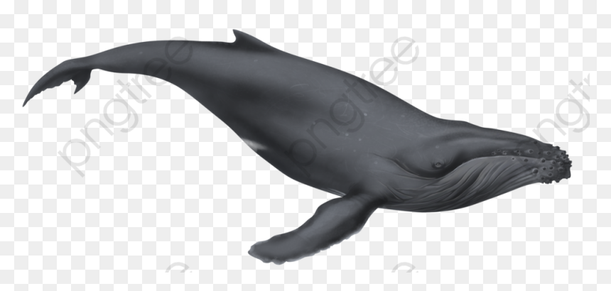 Fin Whale Clipart - Humpback Whale Clipart Png, Transparent Png - whale tail png