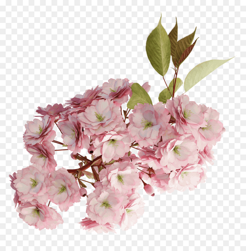 Cherry Tree Branch Blossom Png, Transparent Png - pink tree png