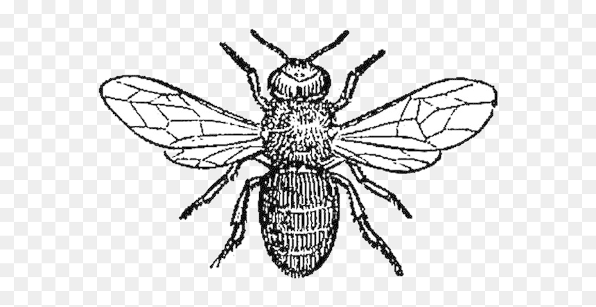 Bee Pest Affecting Honey Bees Clipart Transparent Png - Black And White Honey Bee Png, Png Download - house fly png