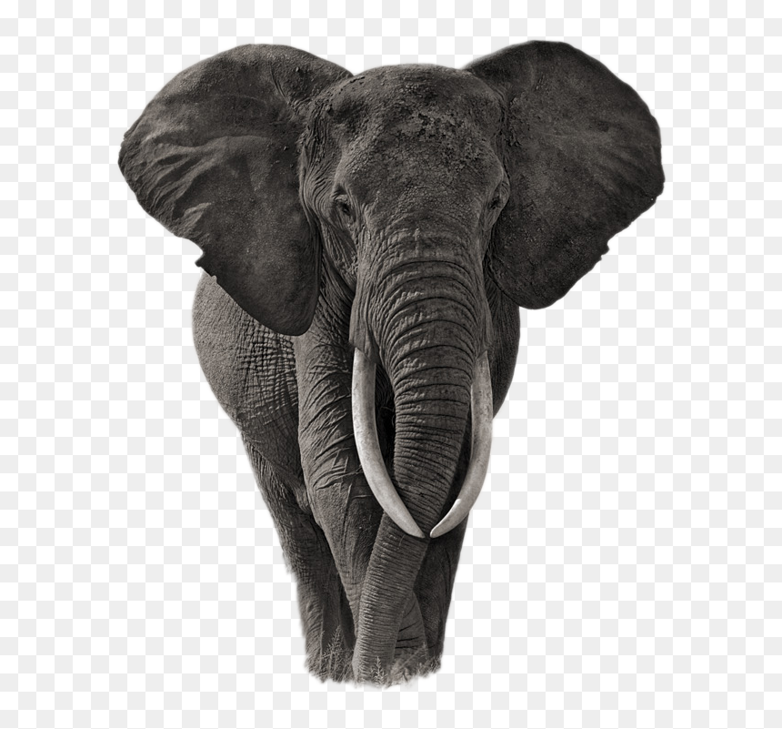 Elephant Png Image - Elephants Walking Through Grass, Transparent Png - white elephant png