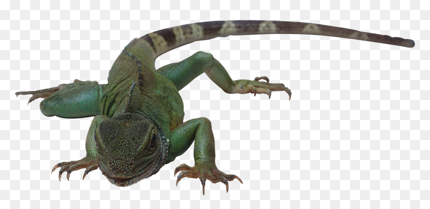 Transparent Lizard Png - Reptiles That Are Cold Blooded Lay Eggs, Png Download - lizard tongue png