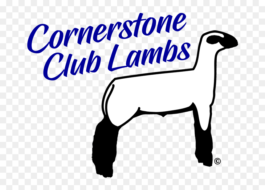 Show Lambs Amp Sheep For Sale Cornerstone Club Lambs, - Club Lamb Logo, HD Png Download - lamb clipart png