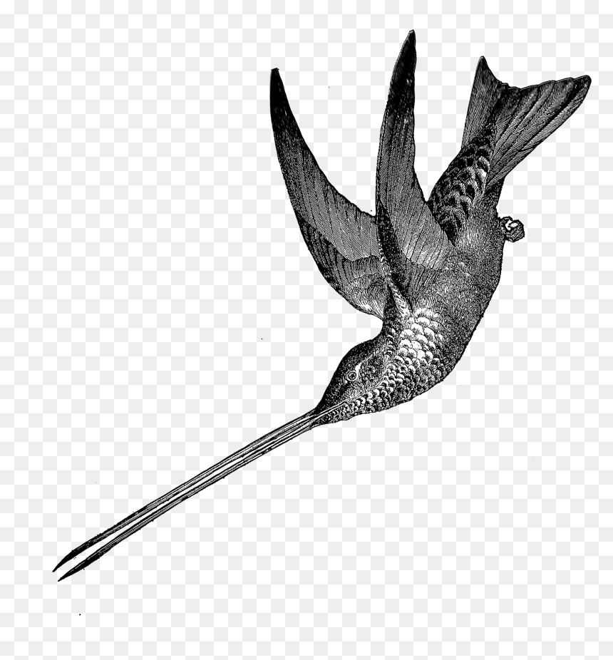 1881 Hummingbird Free Vintage Clip Art➢ Download Images - Vintage Hummingbird Clipart, HD Png Download - throw blanket png
